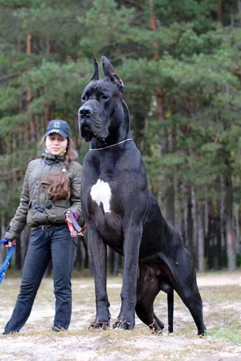 Dogs in biggest world the Tallest dog
